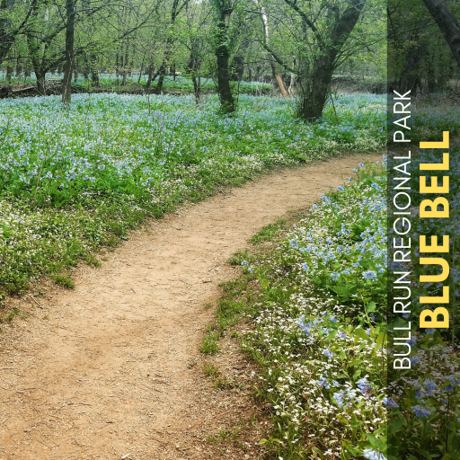 blue bell trail