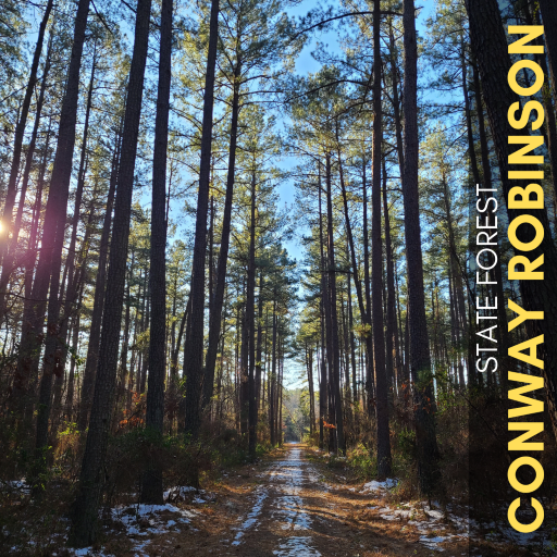 Conway Robinson Forest Hike
