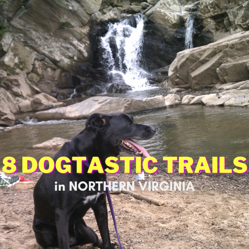8 dogtastic trails